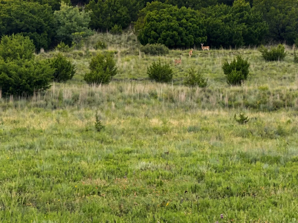 TX-6 Meridian, TX 76665