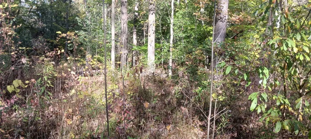 Pine Creek Dr. Burton City, MI 48519