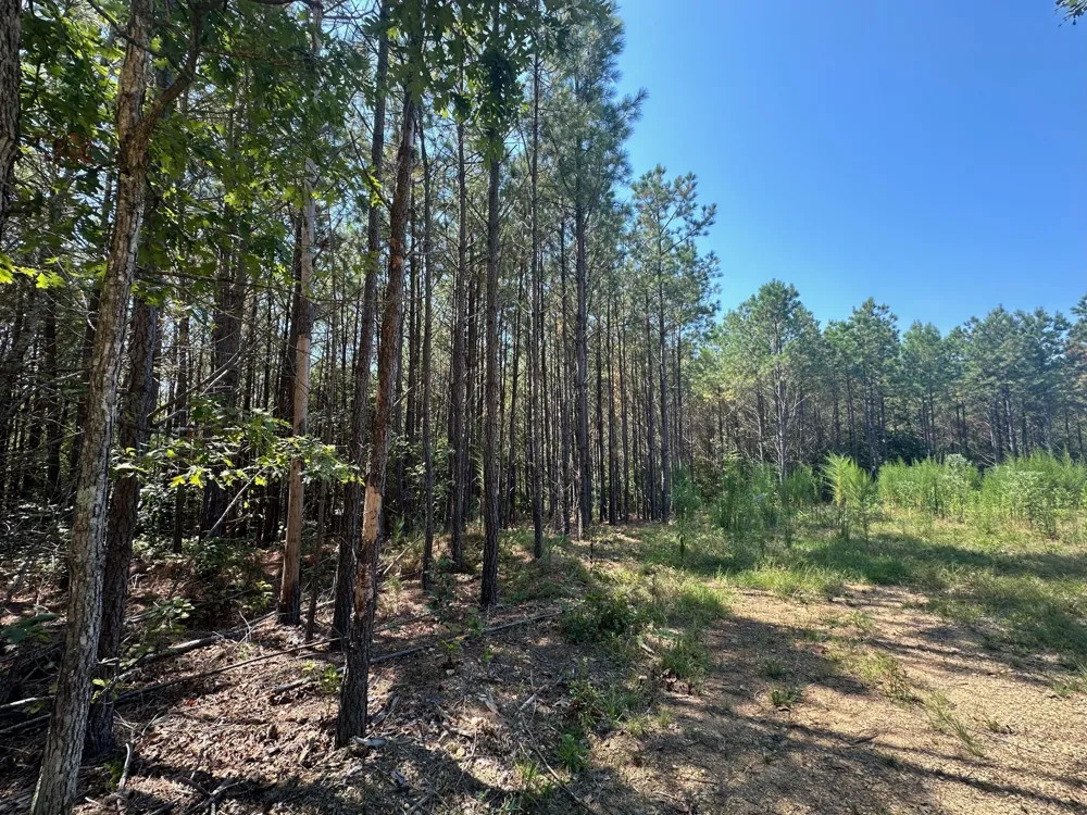 586 Seiber Ridge Rd Hohenwald, TN 38462