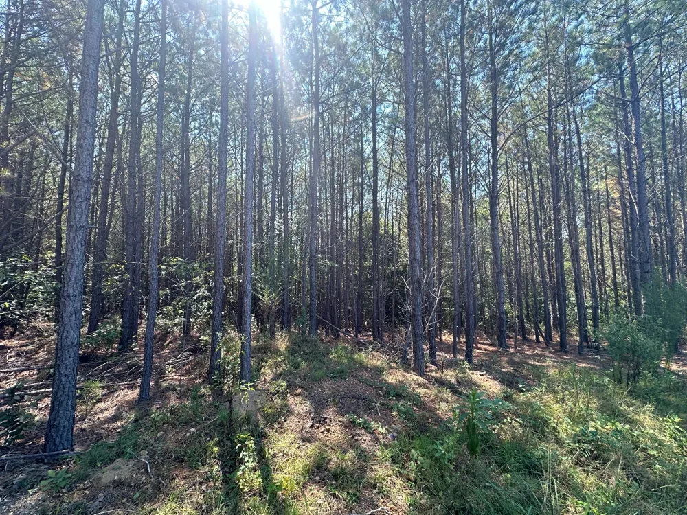 586 Seiber Ridge Rd Hohenwald, TN 38462