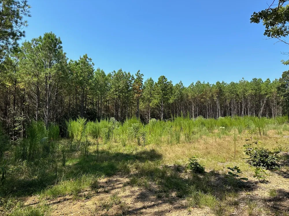 586 Seiber Ridge Rd Hohenwald, TN 38462