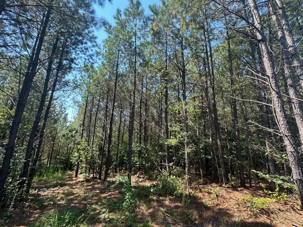 586 Seiber Ridge Rd Hohenwald, TN 38462