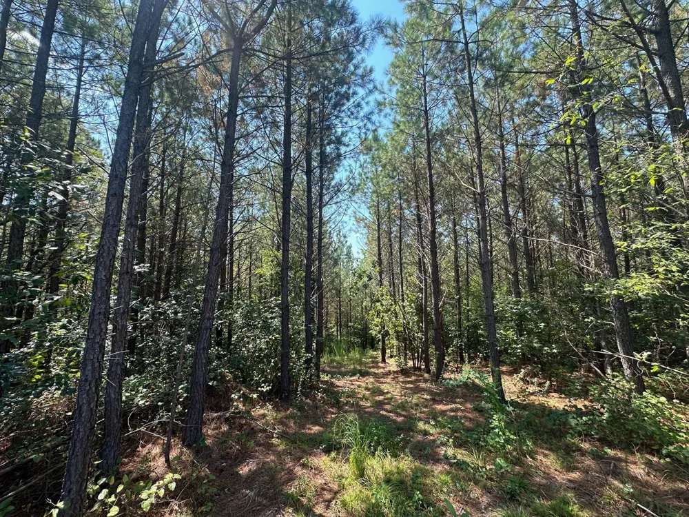 586 Seiber Ridge Rd Hohenwald, TN 38462