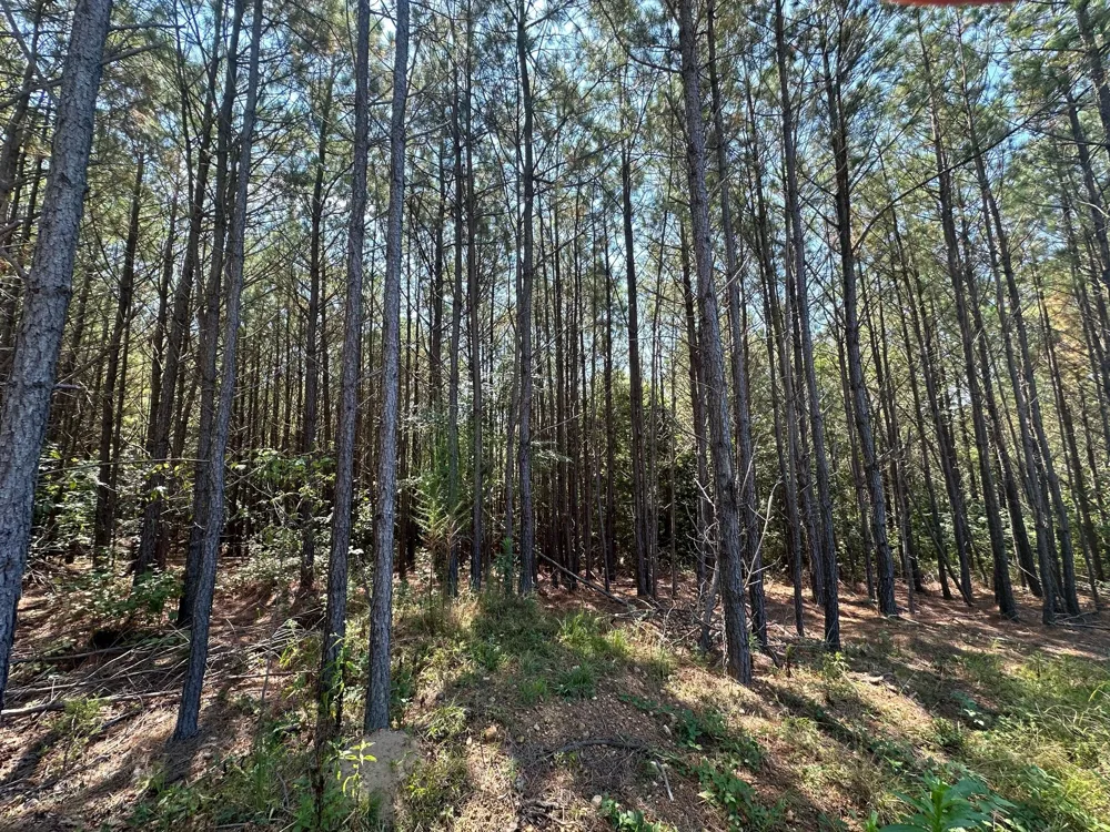 586 Seiber Ridge Rd Hohenwald, TN 38462
