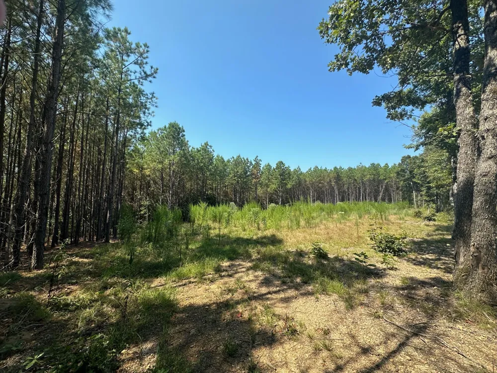 586 Seiber Ridge Rd Hohenwald, TN 38462
