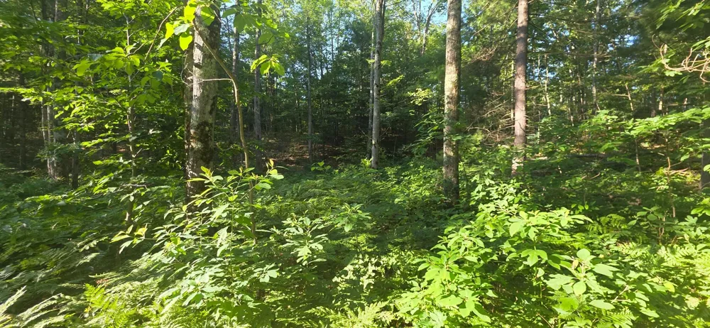 13 E Free Soil Road Free Soil, MI 49411
