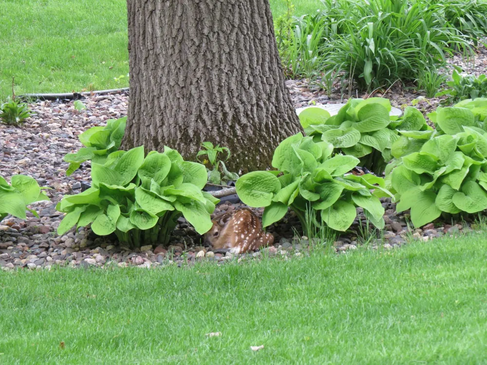 6921 Bluff Lane NW Rochester, MN 55901