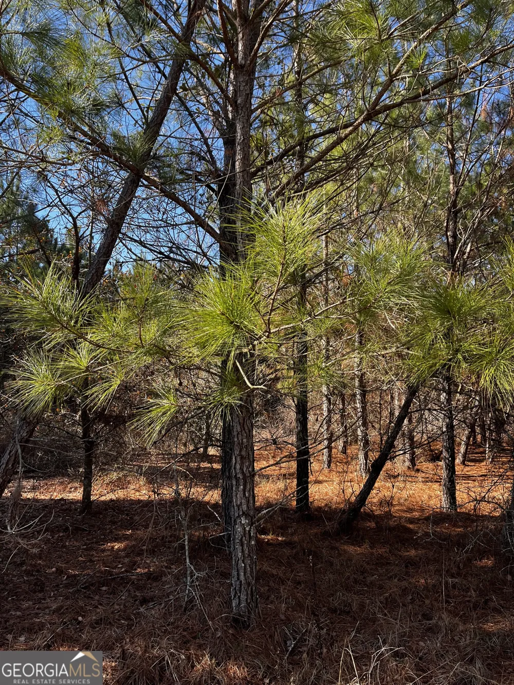 0 Lynntown Road  (Lot 1) Collins, GA 30421