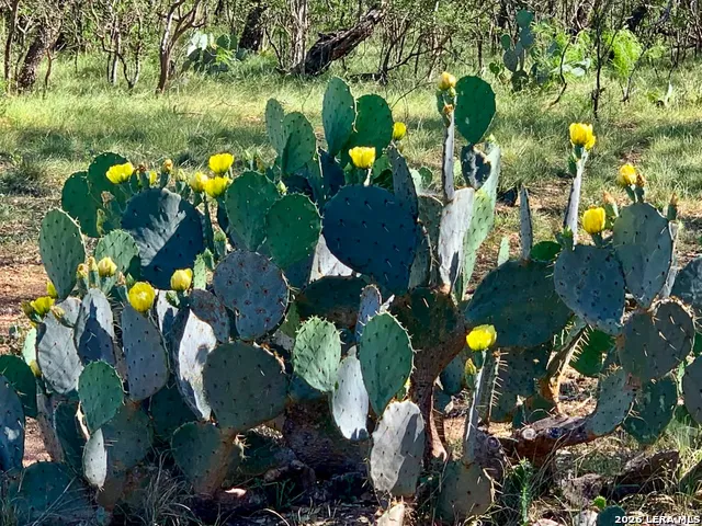 7869 County Road 311 Dhanis, TX 78850
