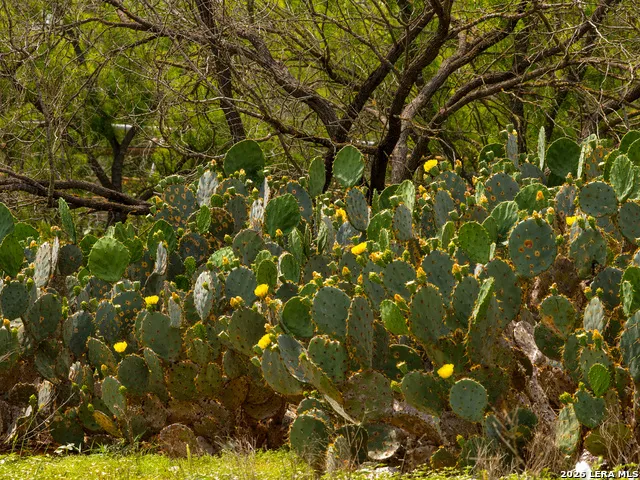 TBD County Road 3000 Keystone Pearsall, TX 78061