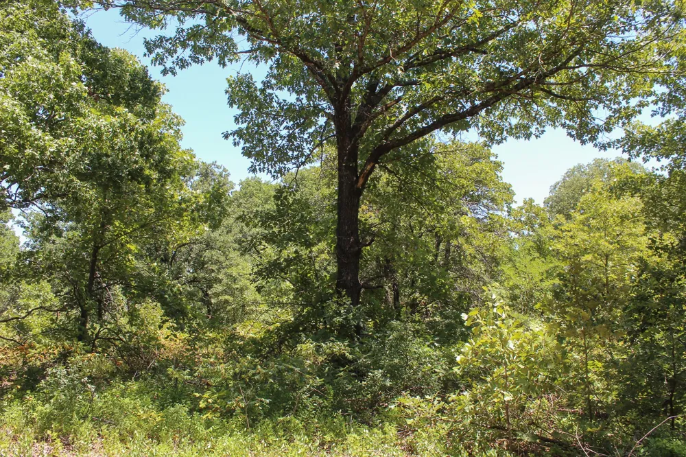 3820 ROAD Weleetka, OK 74880
