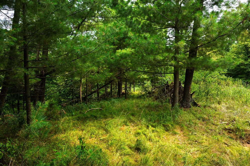TBD County Road 23 Brainerd, MN 56401
