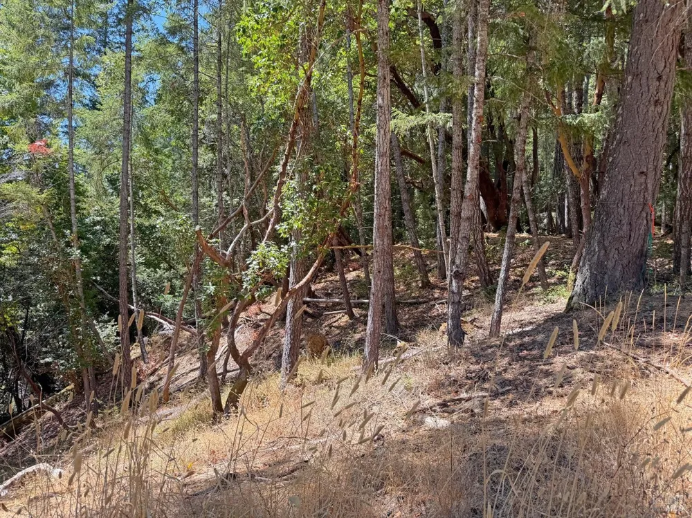 26006 Peacock Road Willits, CA 95490
