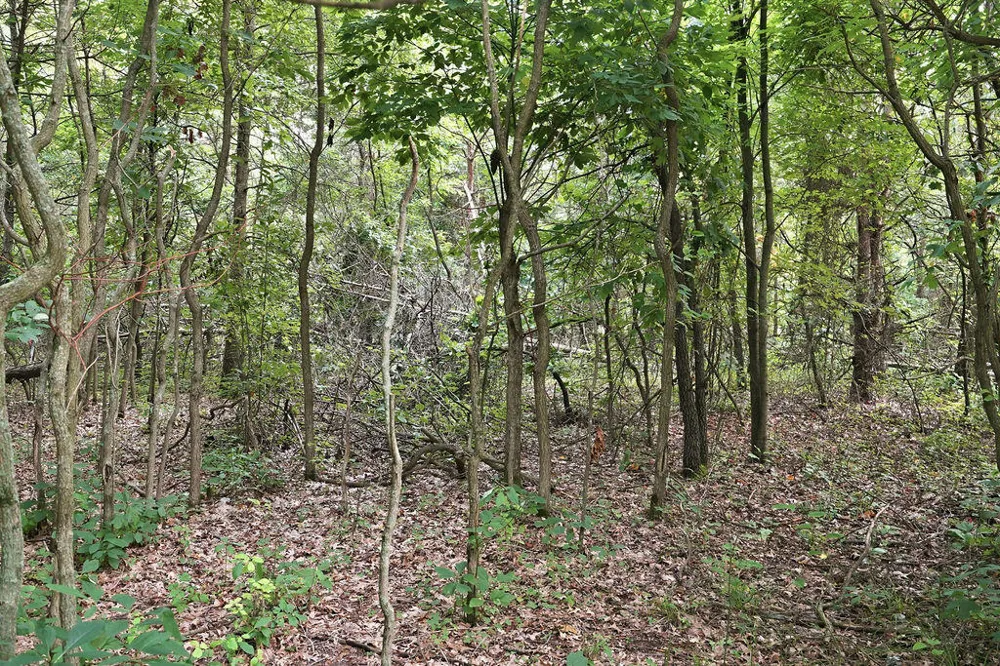 919 Armintrout Ridge Court Cheshire Township, MI 49010