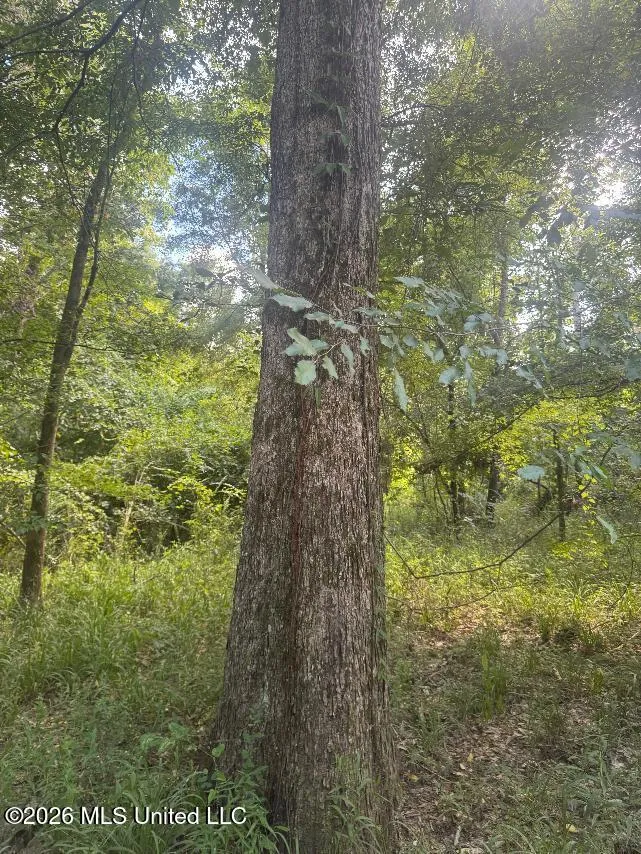 00 Nelson Corner Road Roxie, MS 39661