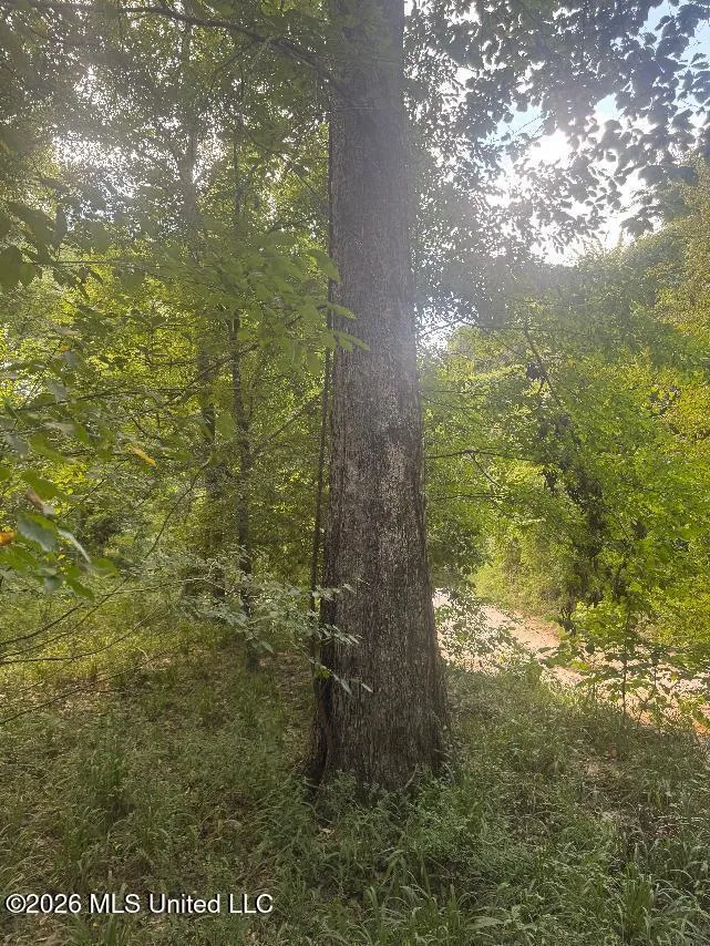 00 Nelson Corner Road Roxie, MS 39661