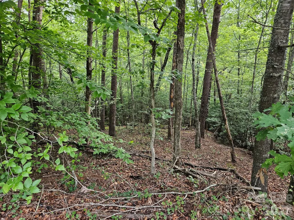 0 Hawks Terrace #313 Lake Lure, NC 28746