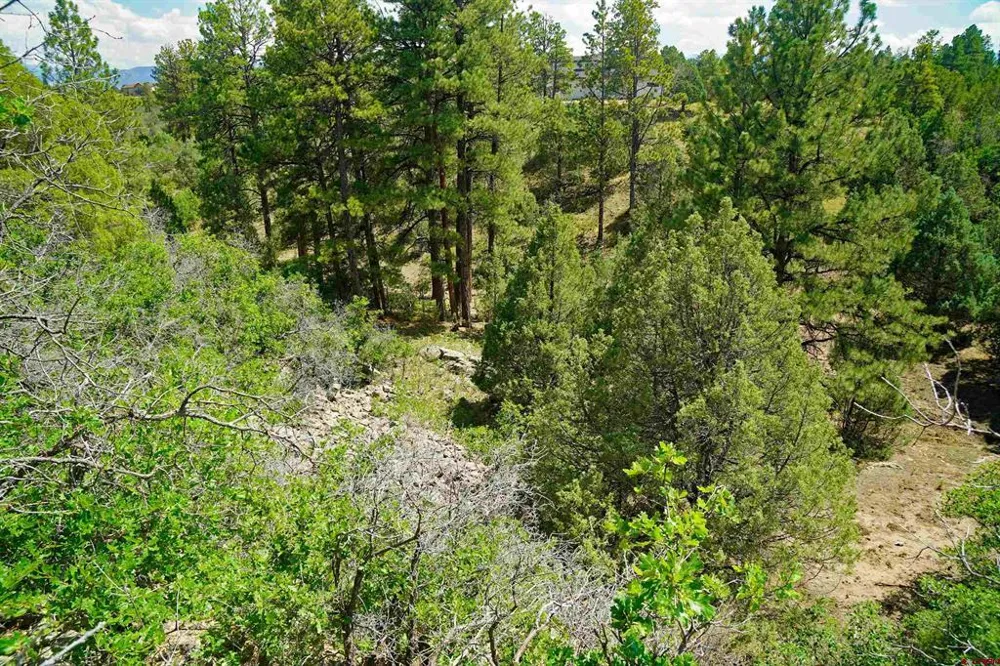 Hummingbird Trail Ridgway, CO 81432