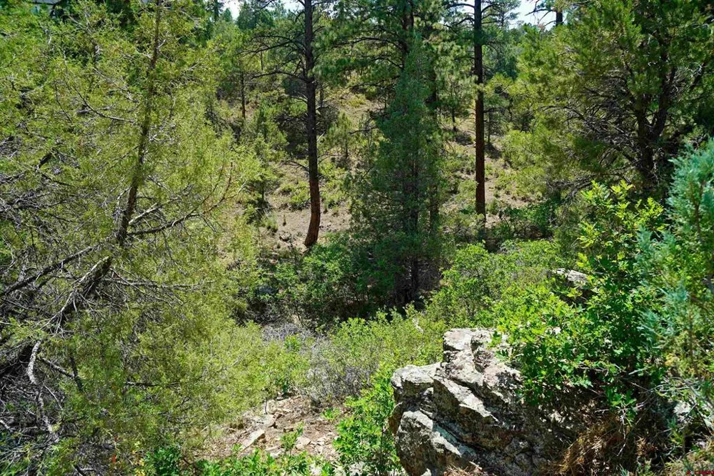 Hummingbird Trail Ridgway, CO 81432