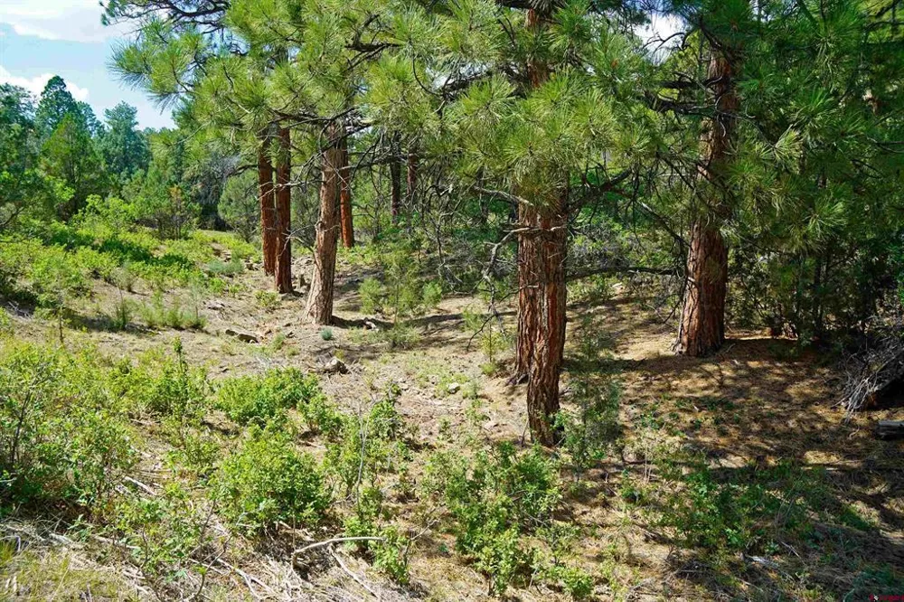 Hummingbird Trail Ridgway, CO 81432