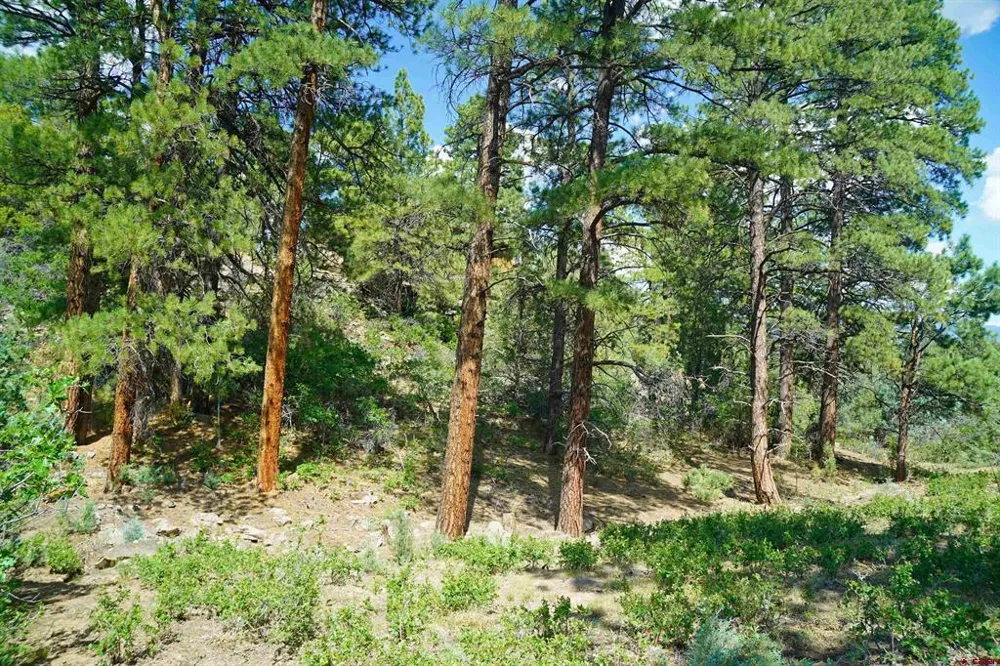 Hummingbird Trail Ridgway, CO 81432