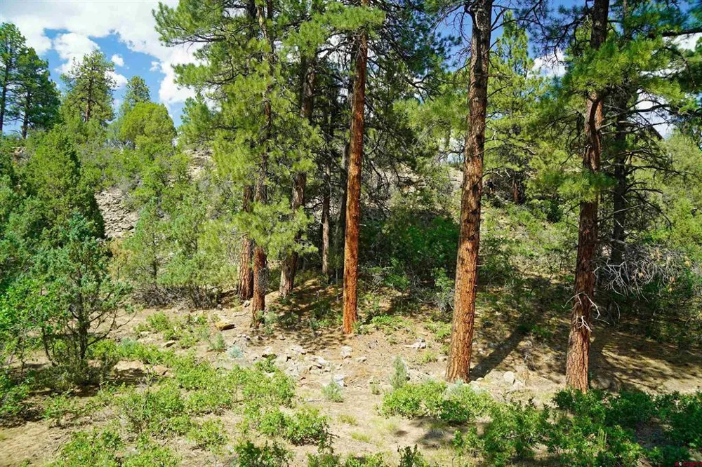 Hummingbird Trail Ridgway, CO 81432