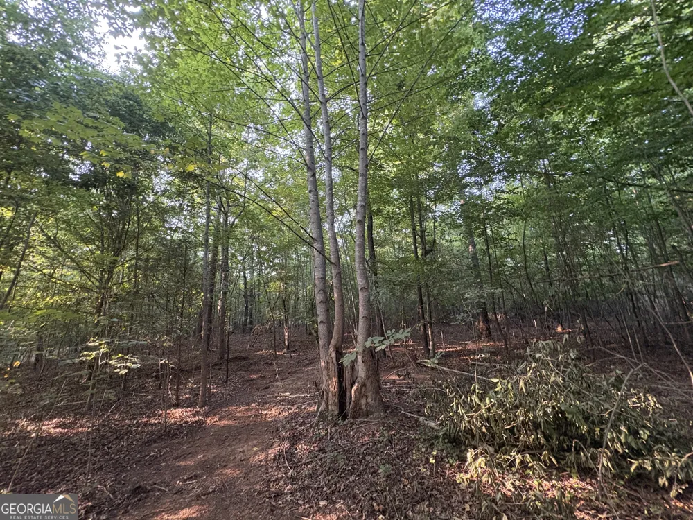 6 bunch RD Tignall, GA 30668