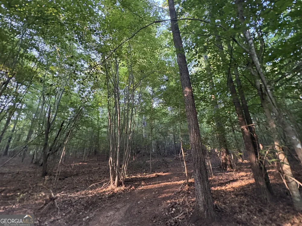 6 bunch RD Tignall, GA 30668