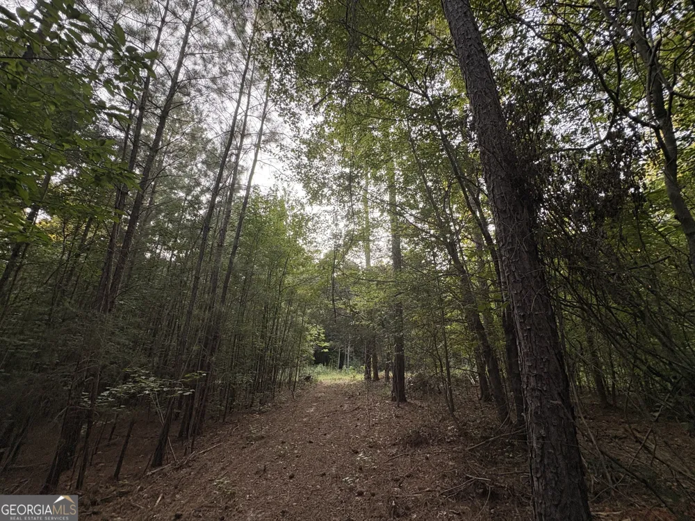 6 bunch RD Tignall, GA 30668