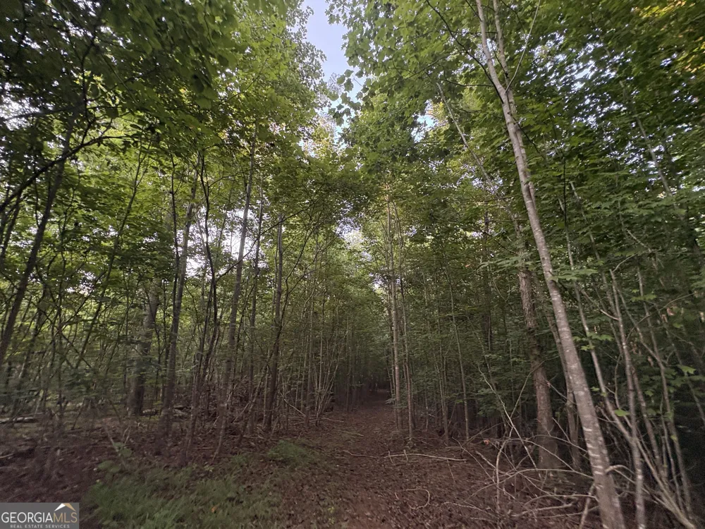 6 bunch RD Tignall, GA 30668