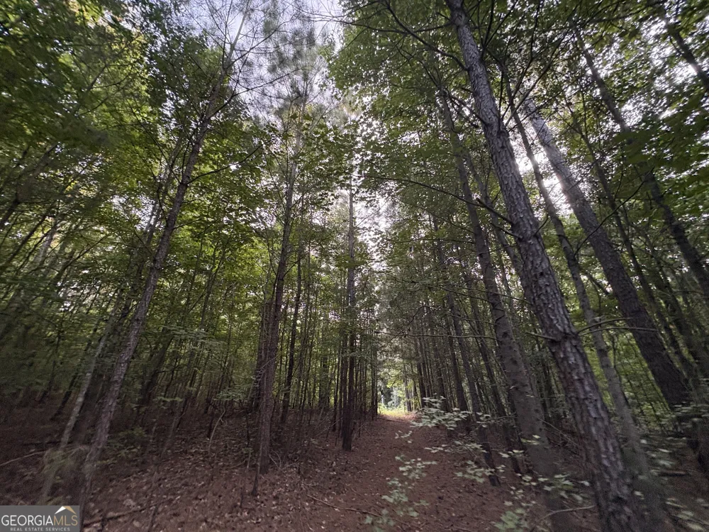 6 bunch RD Tignall, GA 30668