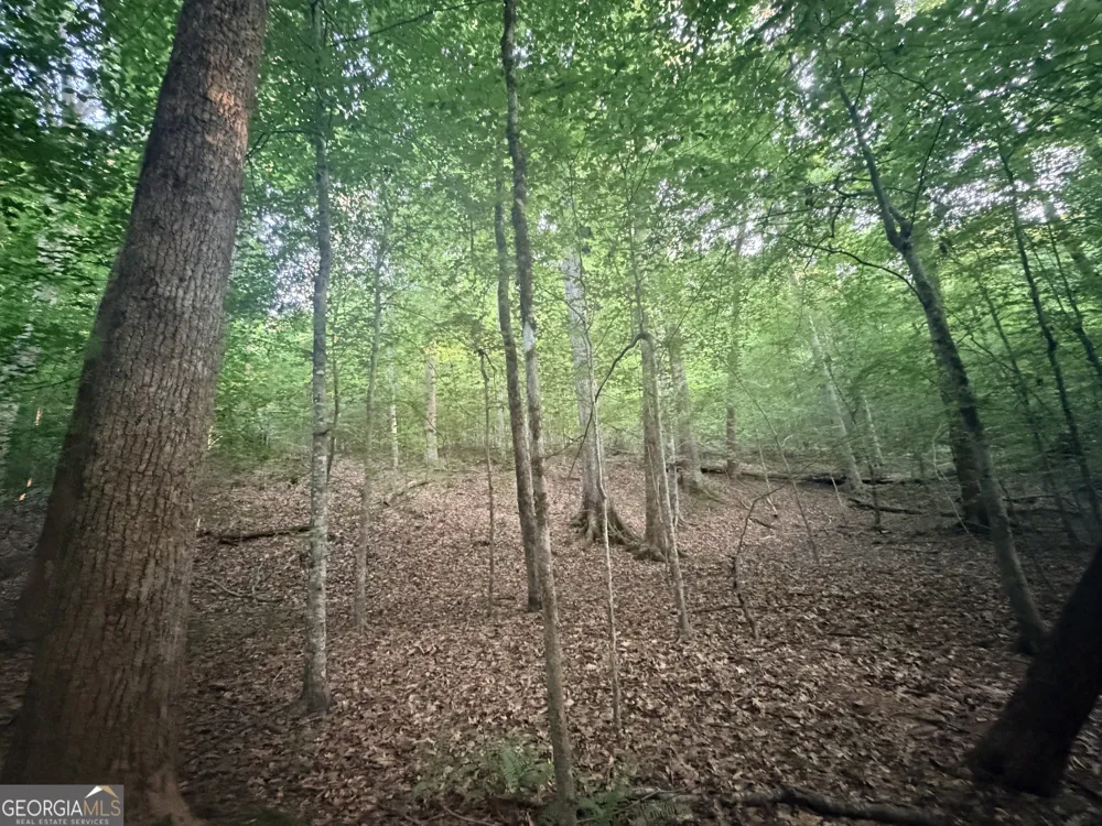 6 bunch RD Tignall, GA 30668