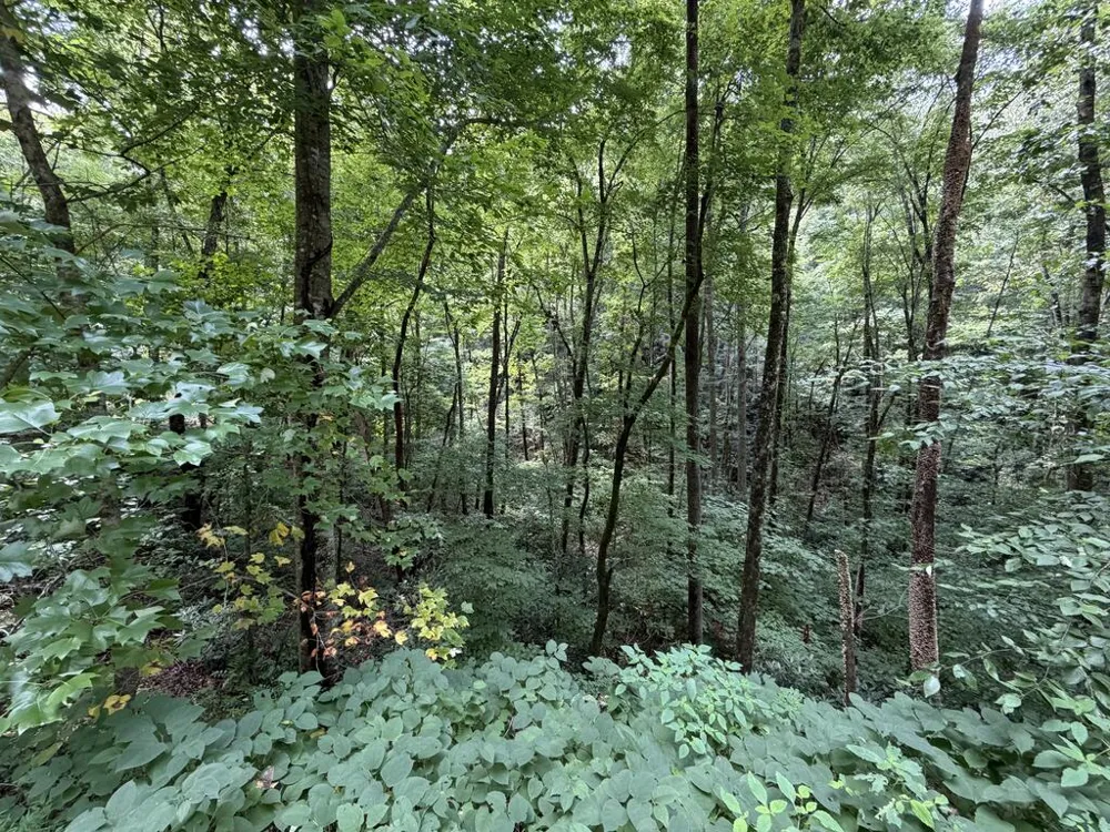 Nellie Hazel Dr Bryson City, NC 28713