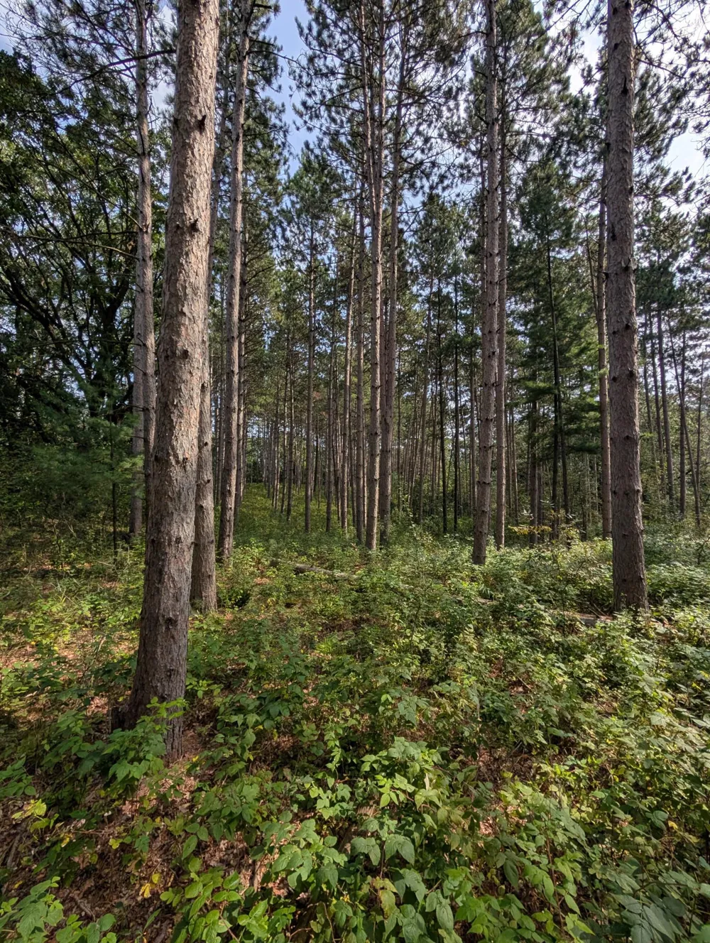 13441 217 AVENUE NW Elk River, MN 55330