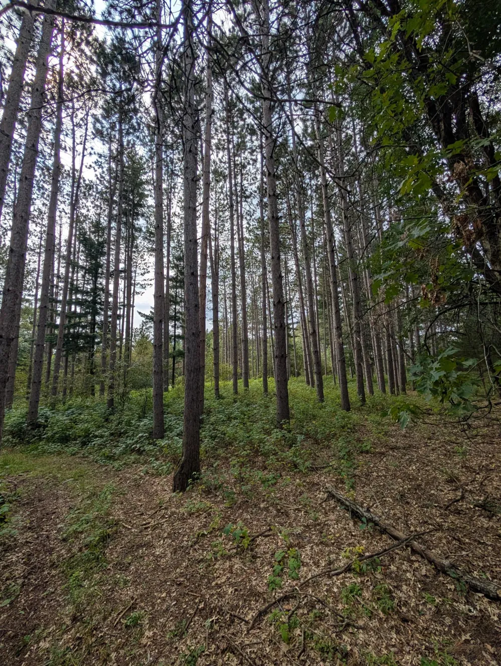 21553 Joplin Street NW Elk River, MN 55330