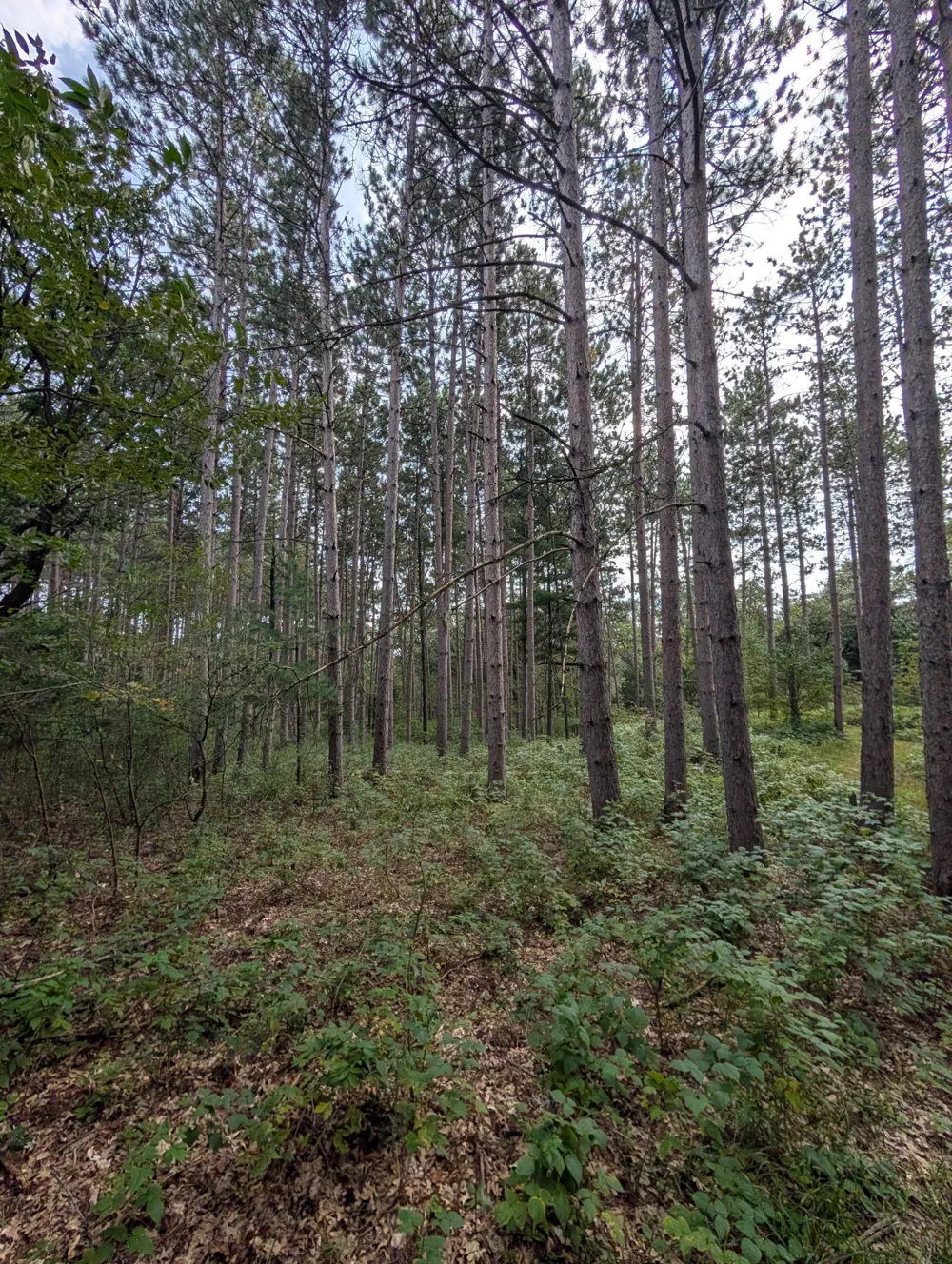13469 217 AVENUE NW Elk River, MN 55330