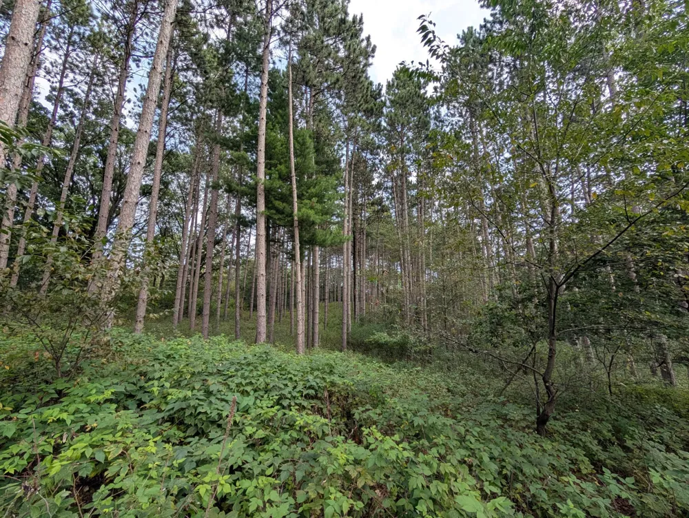 21493 Joplin Street NW Elk River, MN 55330