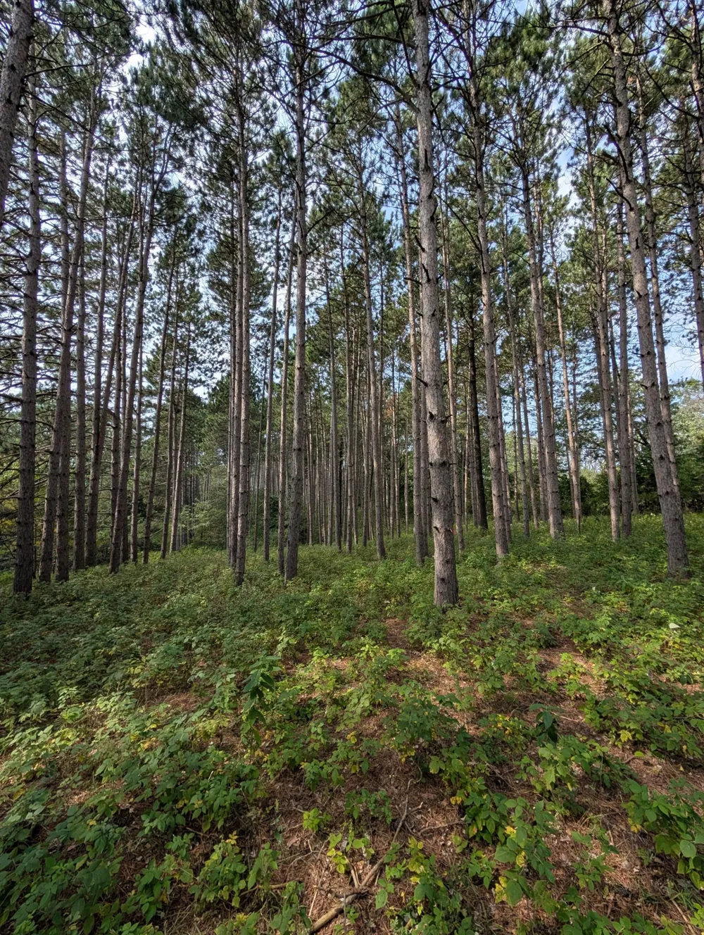 21515 Joplin Street NW Elk River, MN 55330