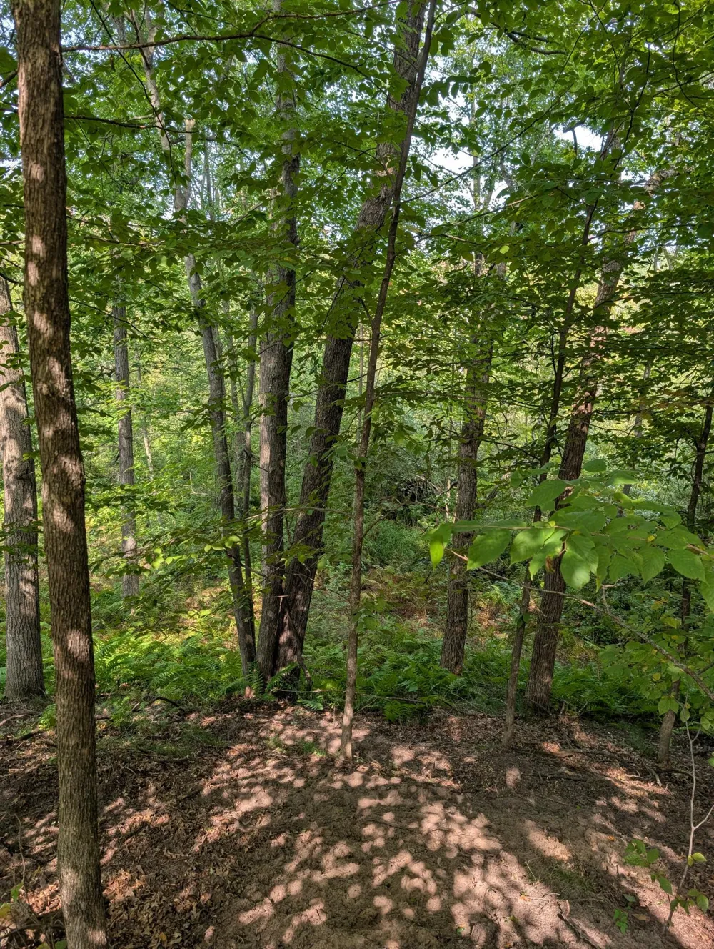21588 Joplin Street NW Elk River, MN 55330