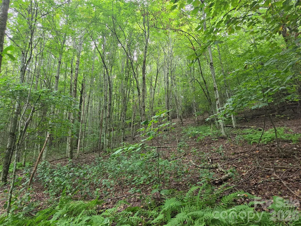 701 Pigeon Roost Road Banner Elk, NC 28604