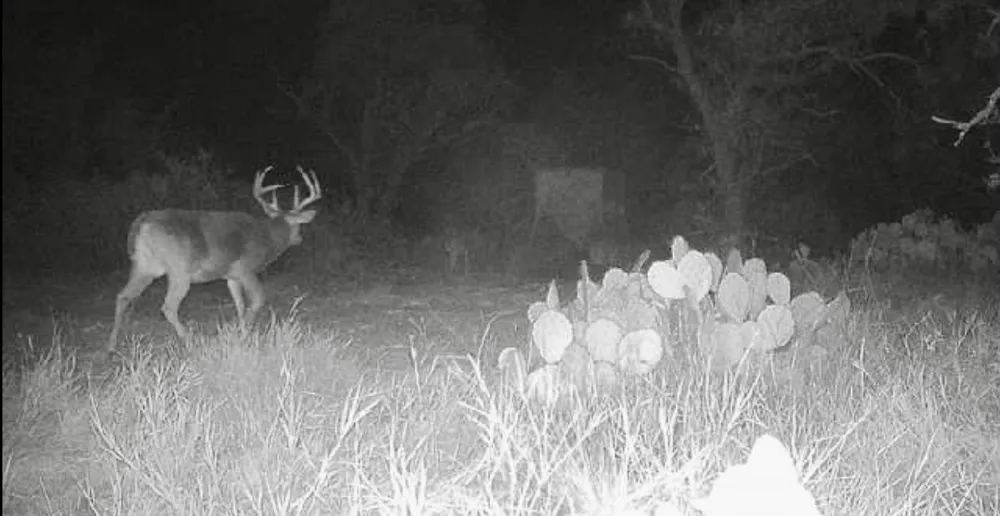 777 Noodle Dome Trent, TX 79561