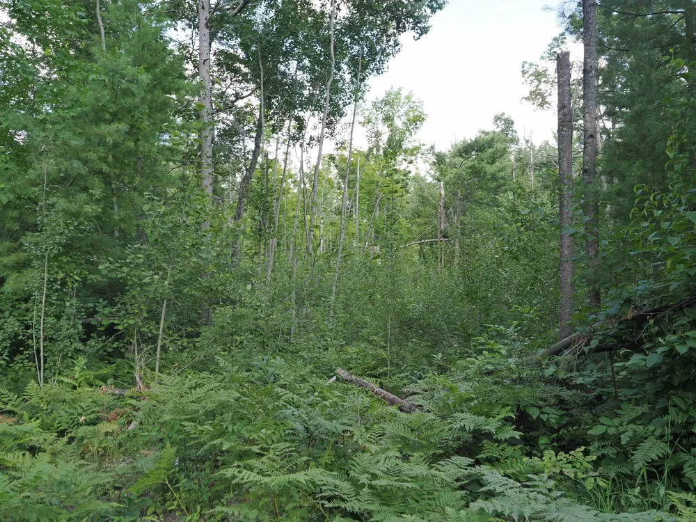 Emig Road Clinton Township, MI 48619
