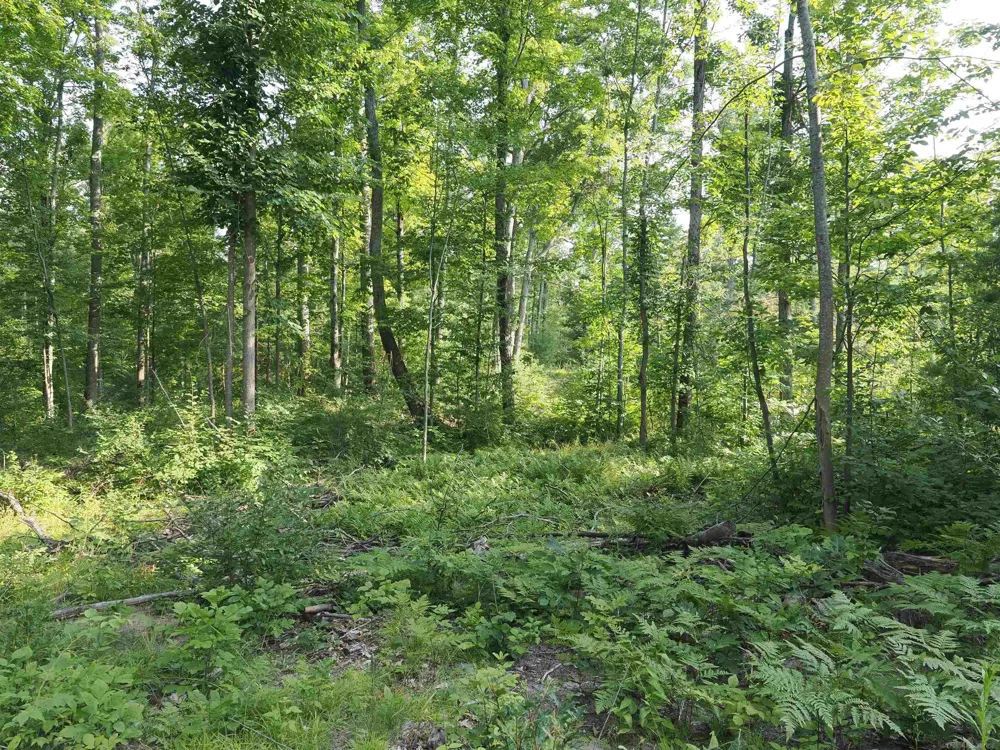 Emig Road Clinton Township, MI 48619