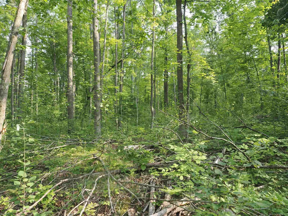 Emig Road Clinton Township, MI 48619