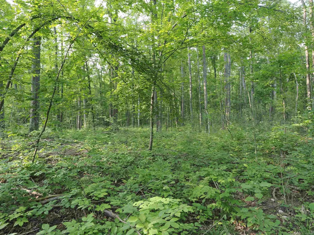 Emig Road Clinton Township, MI 48619