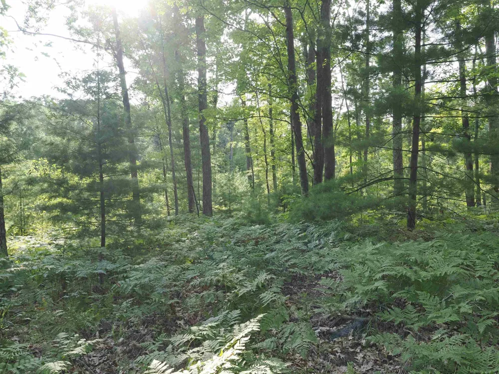 Emig Road Clinton Township, MI 48619