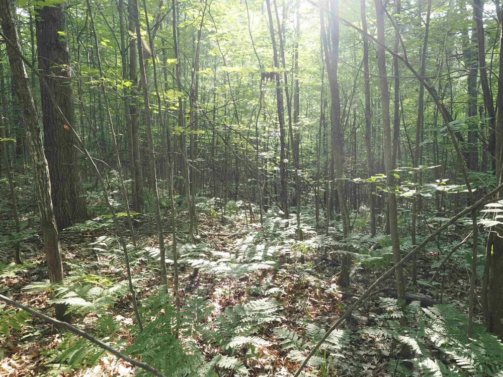 Emig Road Clinton Township, MI 48619