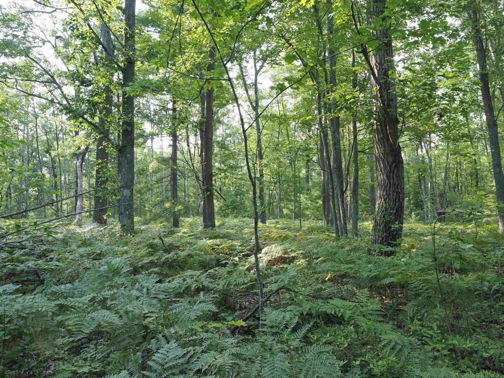 Emig Road Clinton Township, MI 48619