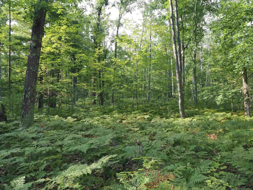 Emig Road Clinton Township, MI 48619
