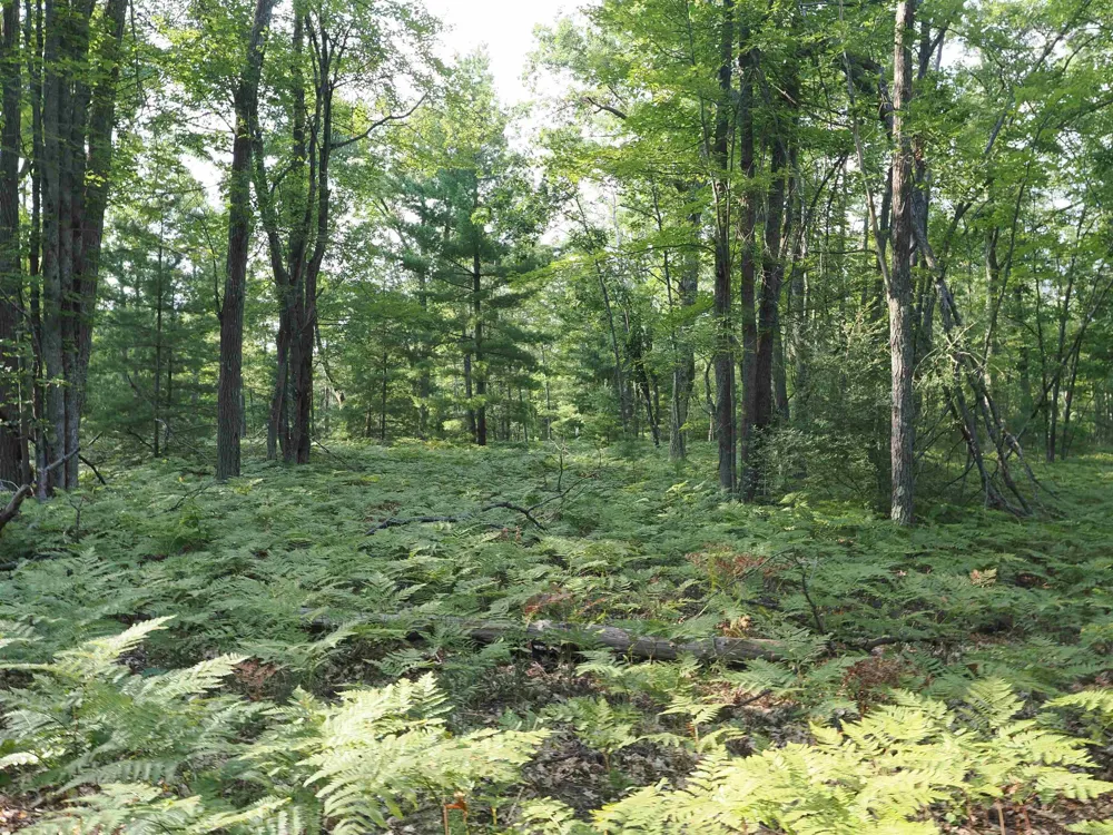 Emig Road Clinton Township, MI 48619